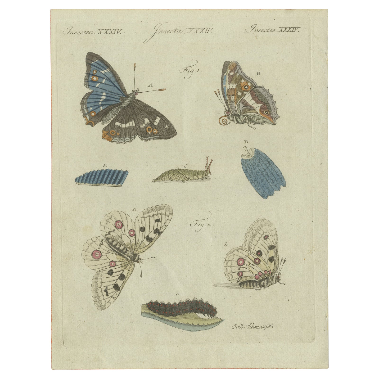 18th-Century Hand-Colored Engraving of Butterflies and Larvae by J. B. Schmuzer