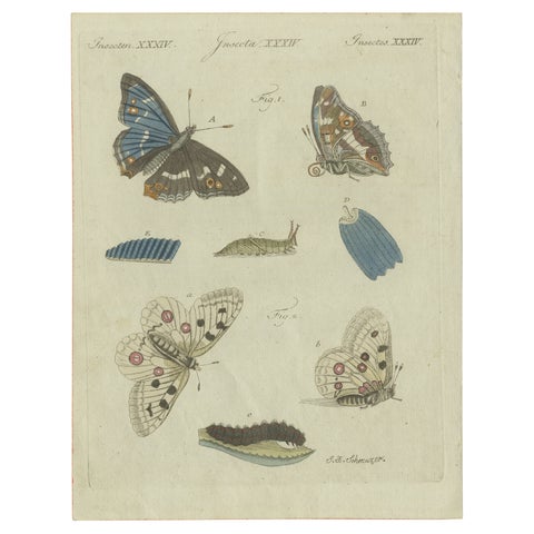 18th-Century Hand-Colored Engraving of Butterflies and Larvae by J. B. Schmuzer