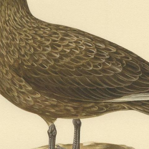 Antique Bird Print of the Great Skua 'Female' by Von Wright, 1929, close-up 2