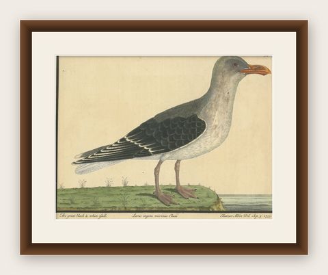 Antique Hand-Colored Engraving of The Great Black and White Gull by Albin, 1735, shown framed