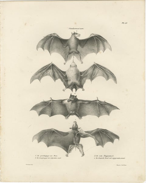 Anatomical Studies of Bats from 'The Mammals' Natural History Publication, 1836, view 2