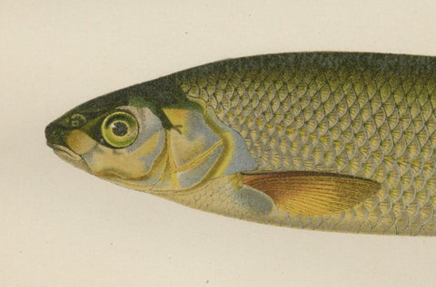 Dace and Chub - Graceful Scandinavian Freshwater Fish Lithograph, 1895, close-up 1