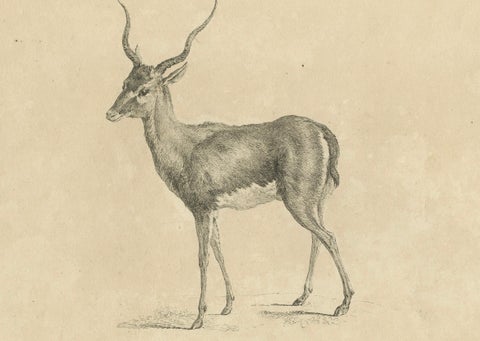 Graceful Gazelle: An Elegant Etching - Published circa 1740, close-up 2