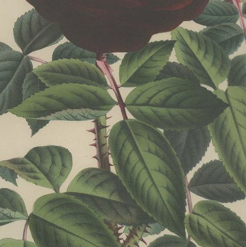 Antique Botany Print of a Rose by Van Houtte 'c.1880', close-up 2