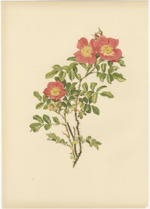 Antique Chromolithographs of Roses (Set of 2), 1914, view 3