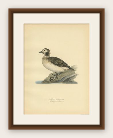 Antique Bird Print of a Female Long-Tailed Duck by Von Wright, '1929', shown framed