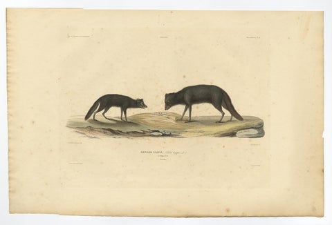 Rare Hand-Colored Engraving of An Artic Fox in Summer Coat, 1842, view 2