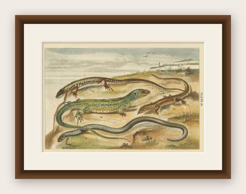 Antique Print of Various Reptiles, shown framed