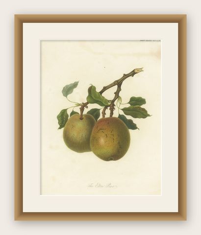 Antique Fruit Print of the Elton Pear, shown framed