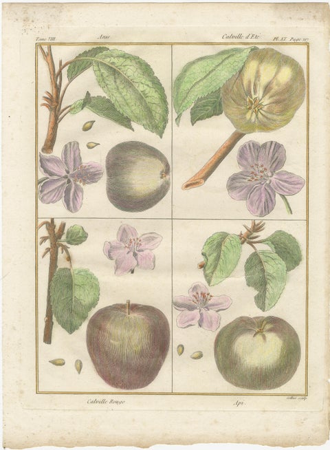 Vintage Botanical Fruit Prints of Apples, Pears and Peaches, Engravings of c1820, view 3