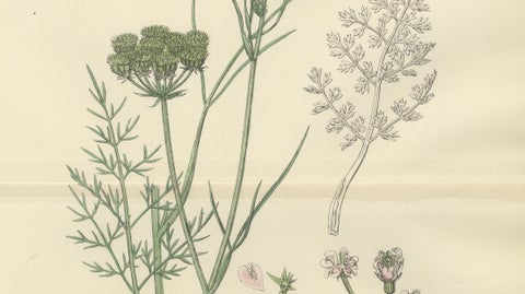 Antique English Botanical Print, Callous-Fruited Water-Dropwort c.1902, close-up 3