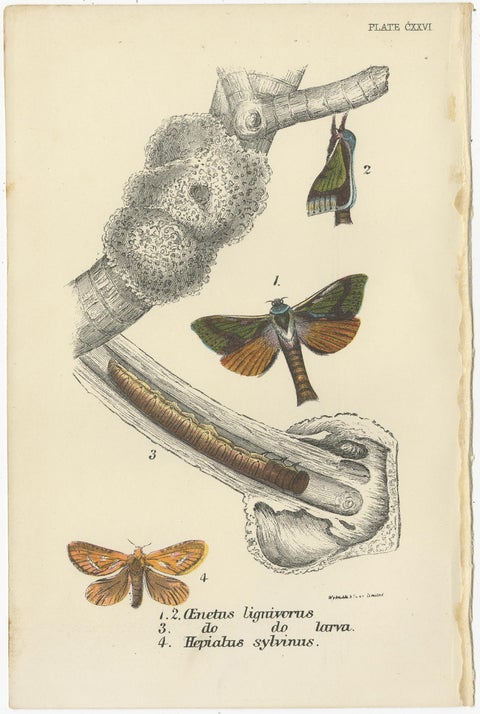 Set of 6 Antique Prints of Various Moths by Lloyd (Circa 1897), view 6