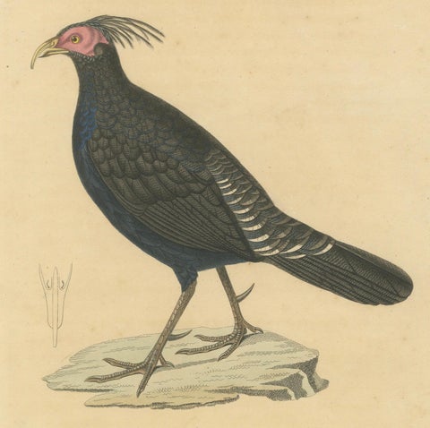 Hand-Colored Engraving of a Himalayan Monal, Exotic Ornithological Print, 1808, close-up 1