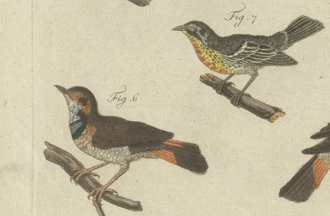 Original Antique Print of Seven Robins, Bluethroats and Yellowthroats, 1796, close-up 3