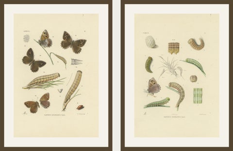 Antique Hand-Colored Satyrus Statilinus Butterfly Pair by Sepp & Brants, 1905, view 4