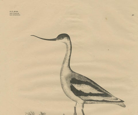 Antique Bird Print of the Pied Avocet by Goldfuss, circa 1824, view 3