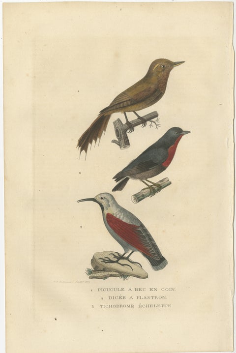 Original Old Bird Print of a Woodcreeper, a Flowerpecker and a Wallcreeper, view 2