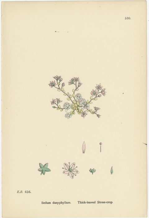 Botanical Engravings of Thick-Leaved, English, and Biting Stone-Crops, 1902, view 2