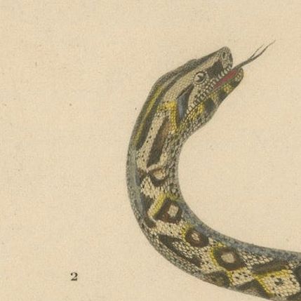 Snake Print of Sand Boa and Boa Constrictor, c.1850, by Orbigny, close-up 6