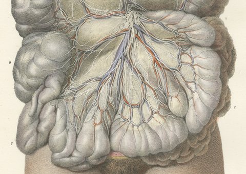 Nerves of the Mesentery and Intestine, Antique Hirschfeld Anatomy Print, 1866, view 4