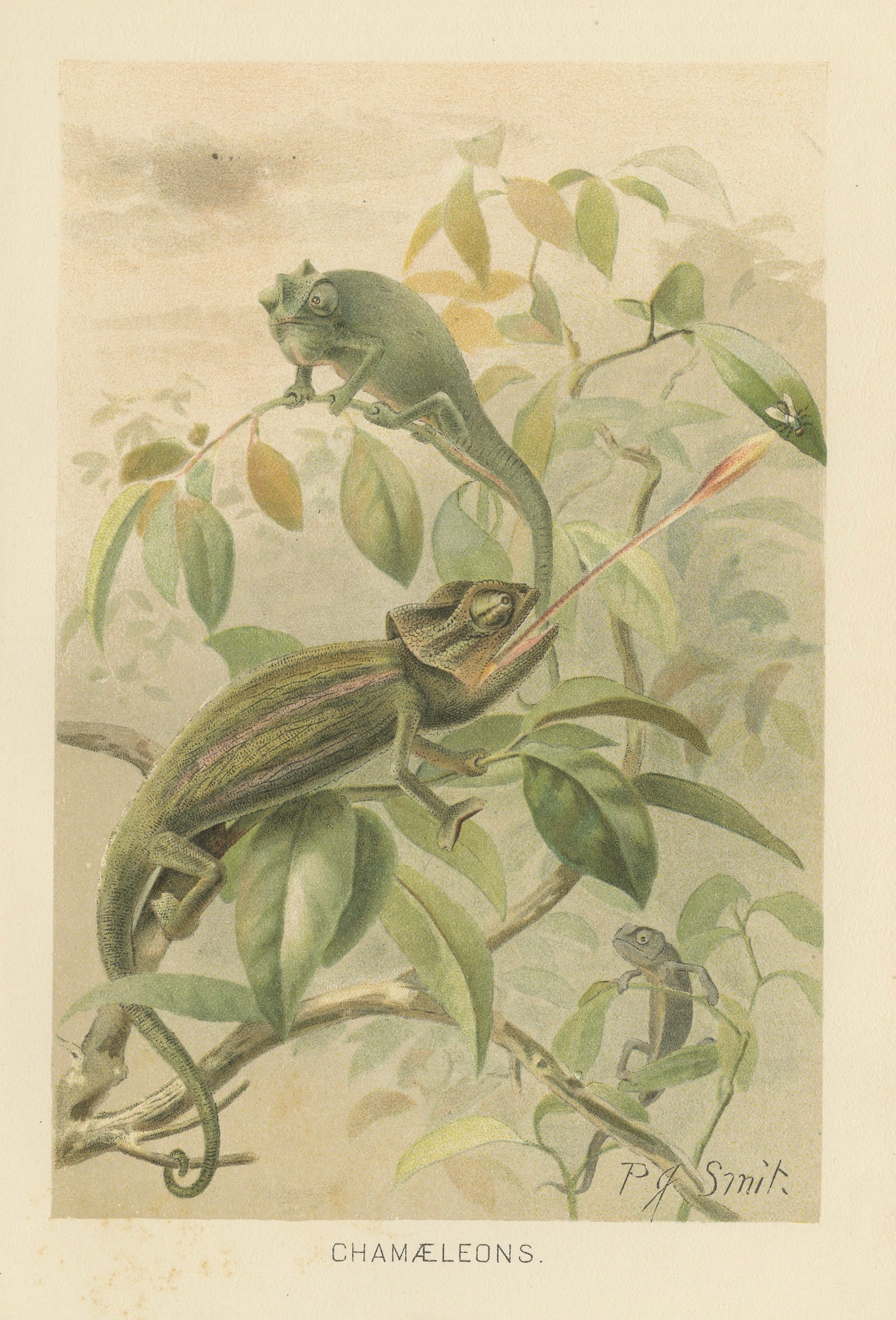 Chameleons in Tropical Foliage, Antique Reptile Natural History Print, 1895