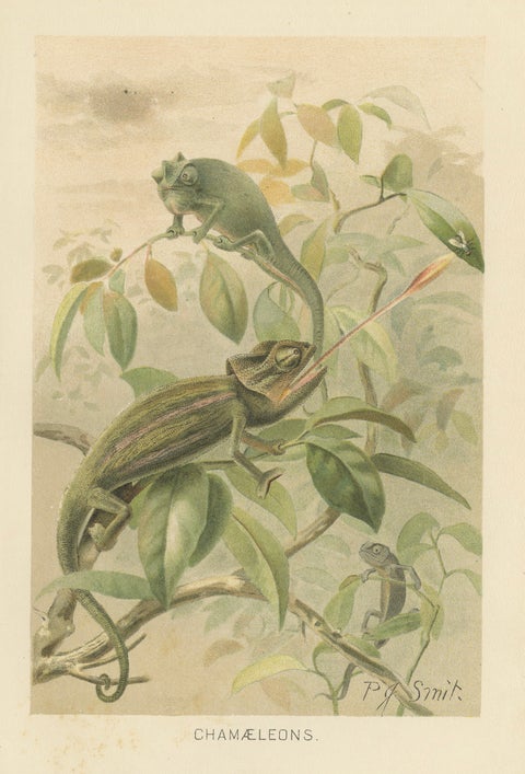 Chameleons in Tropical Foliage, Antique Reptile Natural History Print, 1895