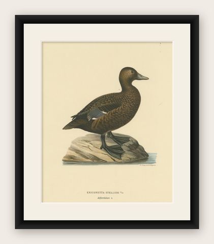 Quiet Sentinel: Original Vintage Bird Print of The Female Steller's Eider, 1929, shown framed