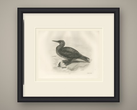 Young Gannet in Speckled Juvenile Plumage after Lilian Medland, c. 1909, shown framed
