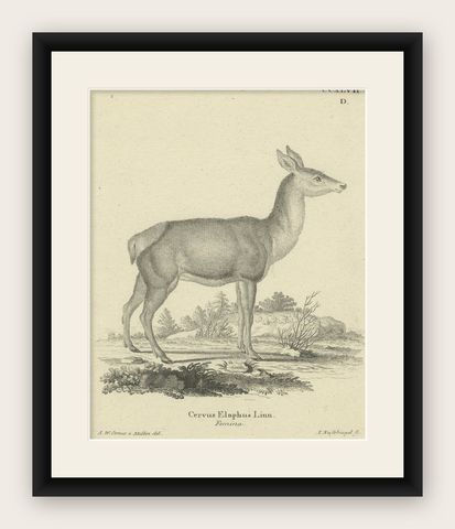 Antique Engraving of a Red Deer Hind (Cervus elaphus Linn., Femina), c.1800, shown framed