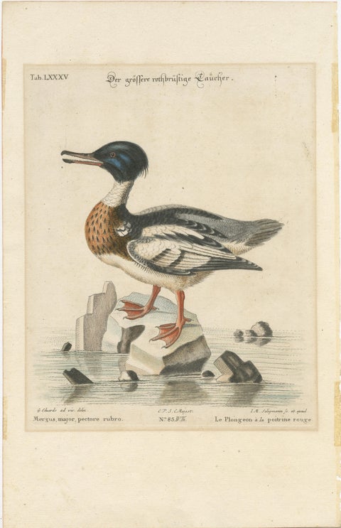 The Red-Breasted Merganser: Hand-Colored Engraving Published in c.1770, view 2