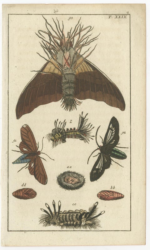 Rare Antique Natural History Prints: Fascinating Insects and Life Cycles, 1832, view 2