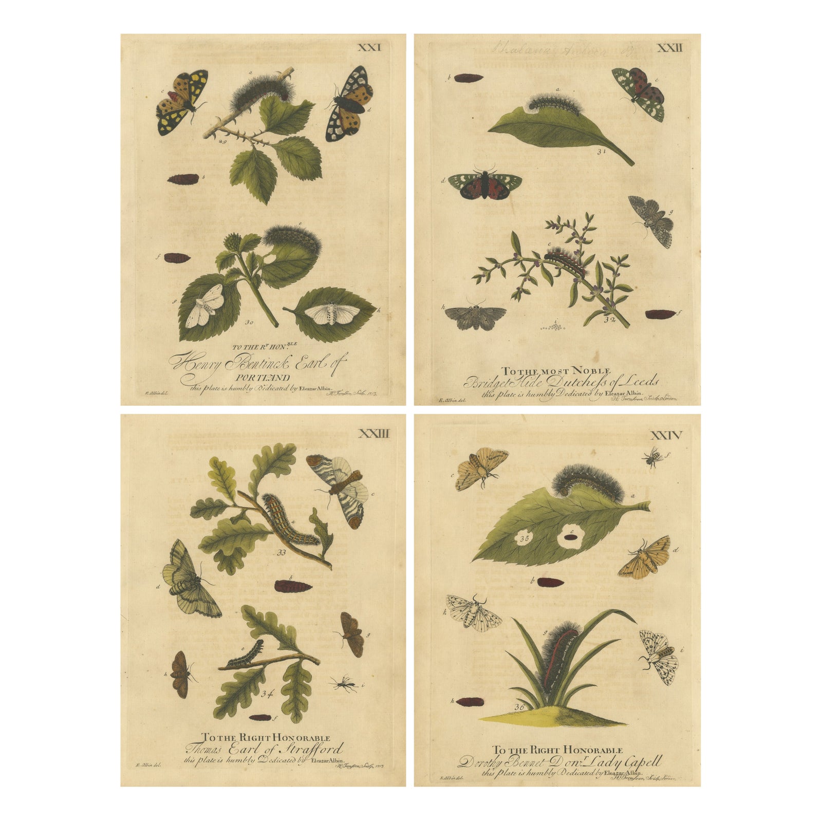 English Tiger & Footman Moths, Scarlet Tiger, Speckled Footman, Albin 1720