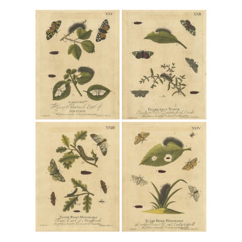 English Tiger & Footman Moths, Scarlet Tiger, Speckled Footman, Albin 1720