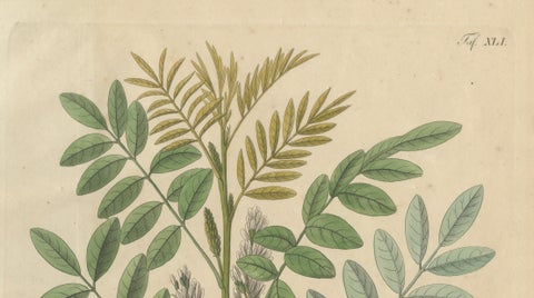 Antique Liquorice Botanical Print, Glycyrrhiza Glabra & Echinata, c.1831, close-up 2