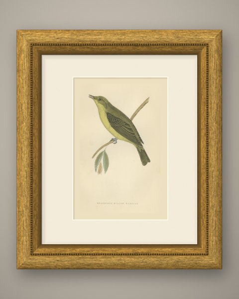 Melodious Willow Warbler Singing on a Twig, Antique Bird Print, Morris, 1896, shown framed