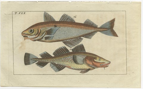 Set of 3 Antique Fish Prints, Sword Fish, John Dory, Haddock, 1832, view 3