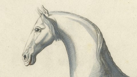 Baron Eisenberg Arabian Horse, “L’Arabe” Equestrian Engraving, 1727, close-up 1