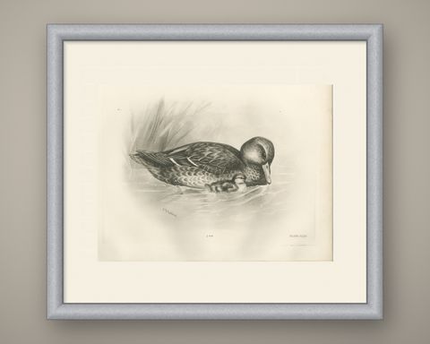 Duck and Duckling, Antique Bird Print after Lilian Medland, circa 1909, shown framed