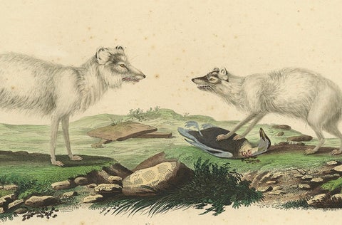 Rare Hand-Colored Engraving of the Artic Fox in Winter Coat, 1842, close-up 2