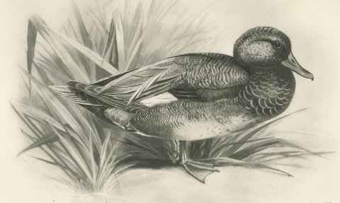 Gadwall Drake among Reeds, Plate CLXXI after Lilian Medland, c. 1909, close-up 1