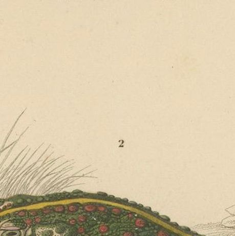 Frog Print of Oval Engystoma and Green Toad, c.1850, by Orbigny, close-up 6