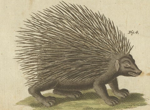 1805 Handcolored Engraving of Unique Mammals from Bertuch's "Bilderbuch", close-up 1