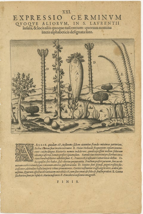 Botanical Illustration of Saint Lawrence's (Madagascar) Seeds and Plants, 1601, view 2
