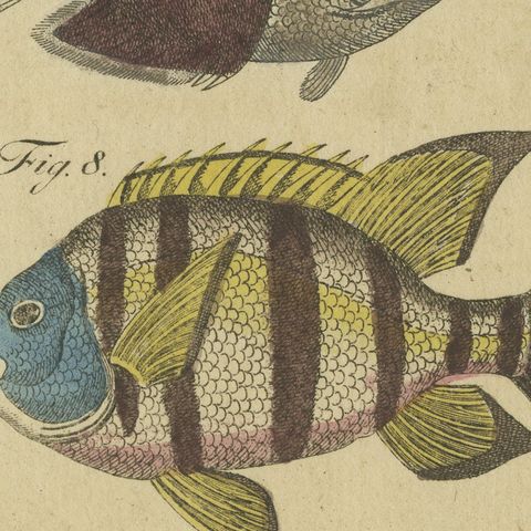 Angelfish, Butterflyfish and Moorish Idol, Antique Bertuch Print, circa 1805, close-up 4