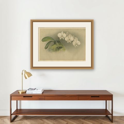 Victorian Botanical Print, White Phalaenopsis Casta Orchid, Published ca.1888, shown framed on a wall