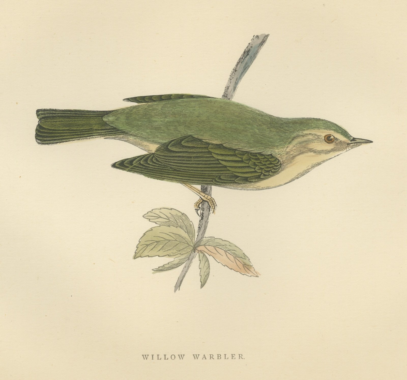 Willow Warbler on a Leafy Stem, Hand Colored Bird Print, Morris, 1896