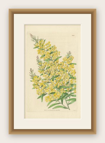 Antique Botany Print of Acacia Prominens by Curtis '1836', shown framed