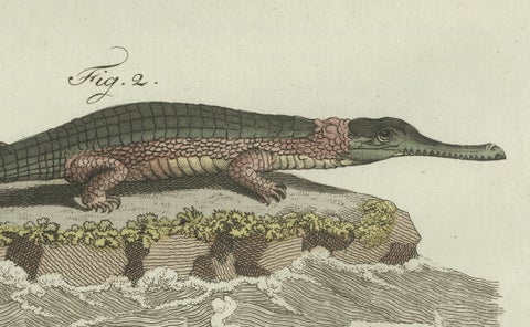 Original Antique Print of American Crocodile and Gharial by Bertuch, 1802, close-up 2