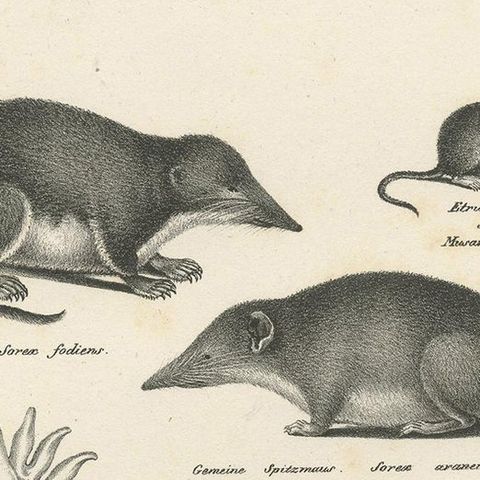 Antique Print of Various Mice and Other Rodents by Schinz, 'C.1830', close-up 1