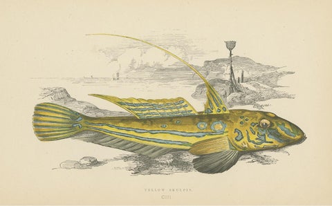 Antique Print of the Yellow Skulpin Fish by J. Couch, circa 1870, view 3